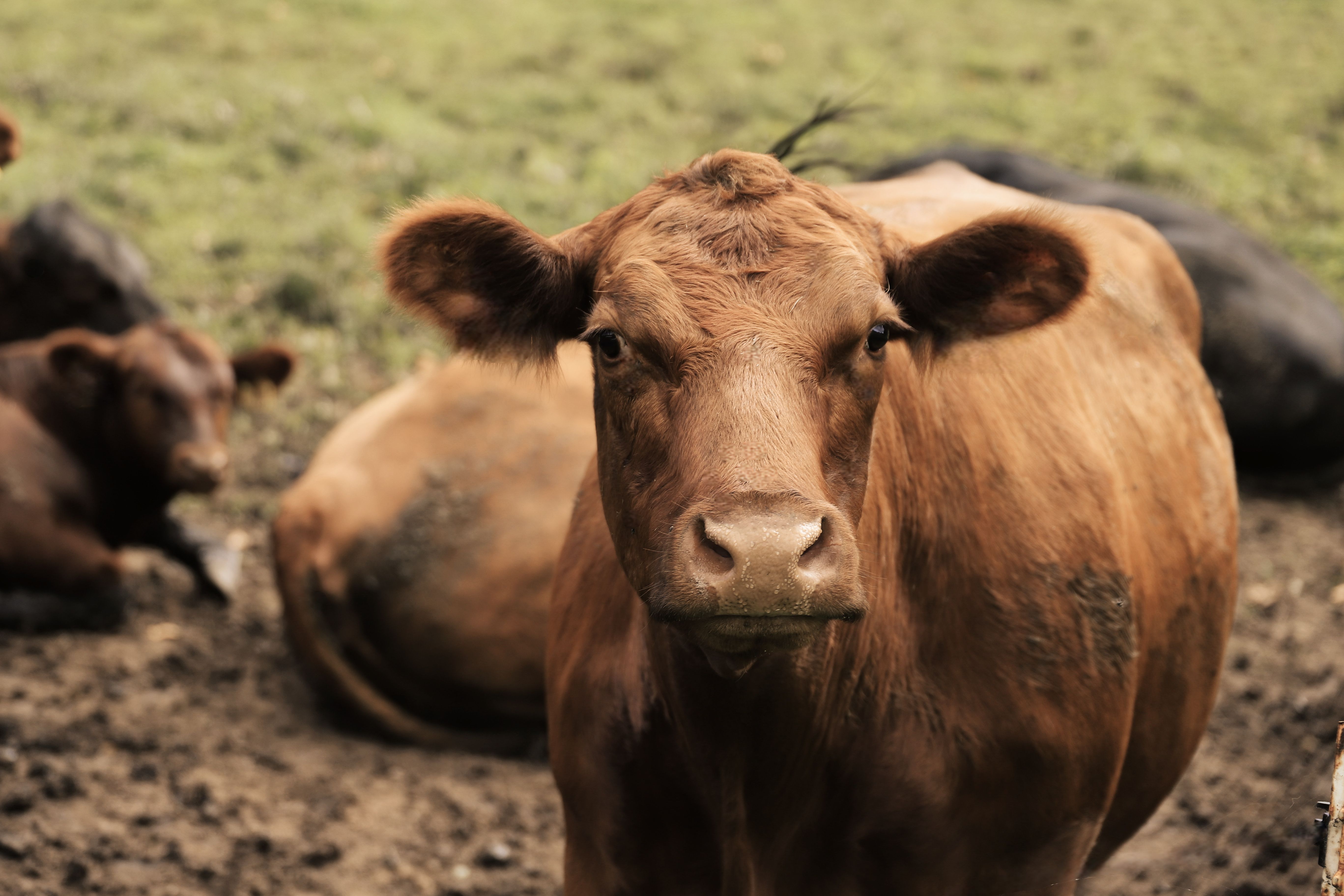 Bovinos com uma vaca marrom em primeiro plano